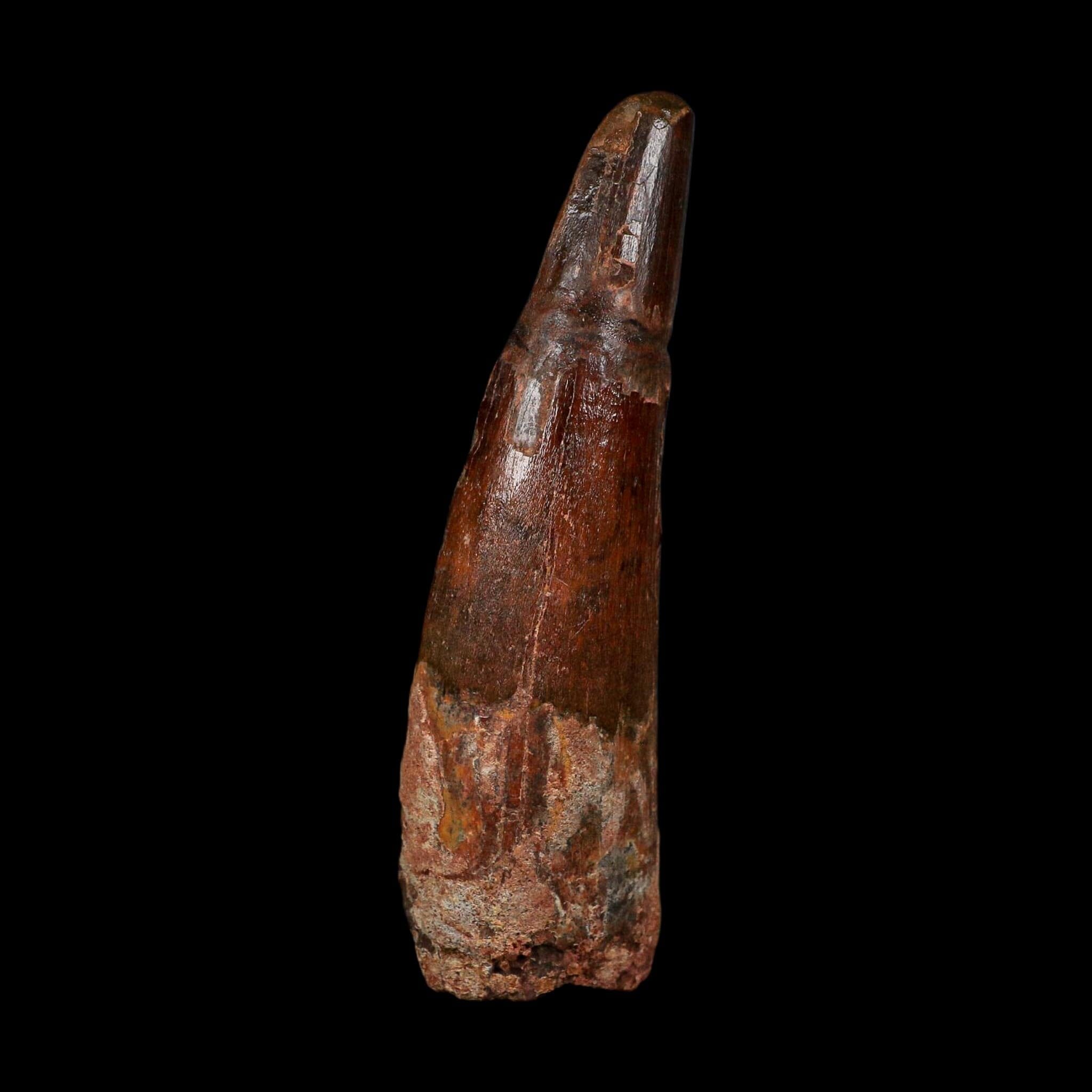 XL 3.6" Spinosaurus Fossil Tooth 100 Million Years Old Cretaceous Dinosaur COA