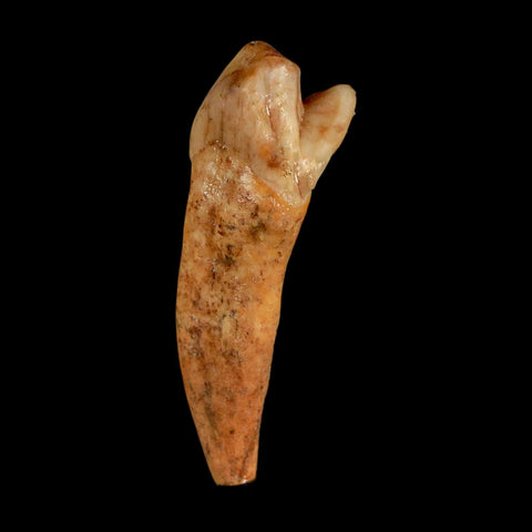 1.7" Extinct Cave Bear Ursus Spelaeus Incisor Tooth Rooted Pleistocene Age COA, Stand