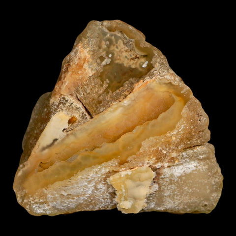 2.7" Agatized Coral Slab Fossil Oligocene and Miocene Epochs Withlacoochee River Florida