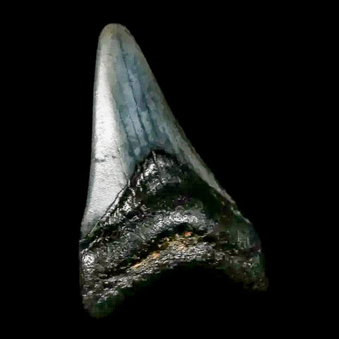 1.8" Quality Megalodon Shark Tooth Serrated Fossil Natural Miocene Age COA - Fossil Age Minerals