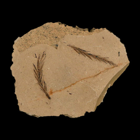 Two 2 Detailed Fossil Plant Leafs Metasequoia Dawn Redwood Oligocene Age MT COA