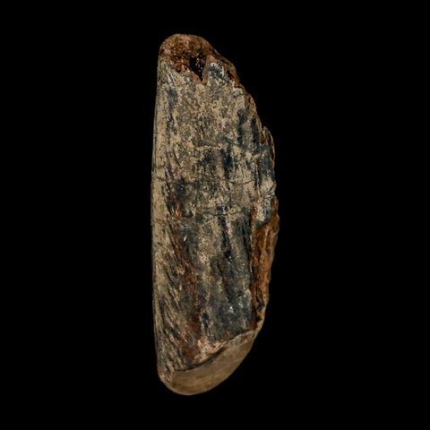 1.3" Tyrannosaurus Rex Fossil Bone Dinosaur Lance Creek Formation Wyoming COA