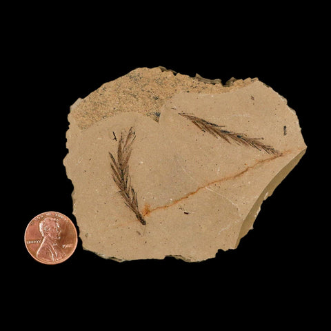 Two 2 Detailed Fossil Plant Leafs Metasequoia Dawn Redwood Oligocene Age MT COA - Fossil Age Minerals