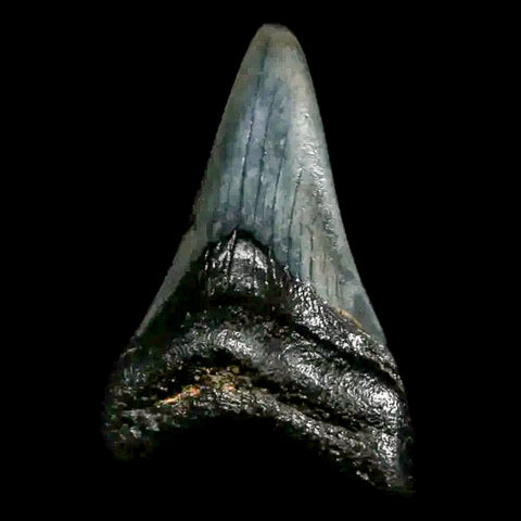 1.8" Quality Megalodon Shark Tooth Serrated Fossil Natural Miocene Age COA - Fossil Age Minerals