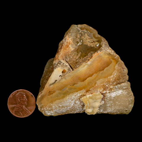 2.7" Agatized Coral Slab Fossil Oligocene and Miocene Epochs Withlacoochee River Florida