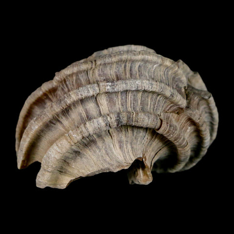 1.7" Ecphora Gardnerae Gastropod Fossil Shell Lee Creek Miocene Epoch North Carolina - Fossil Age Minerals