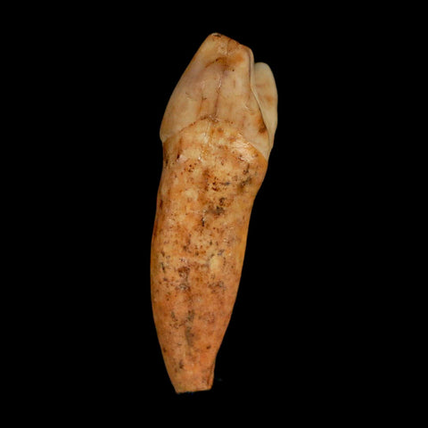 1.7" Extinct Cave Bear Ursus Spelaeus Incisor Tooth Rooted Pleistocene Age COA, Stand