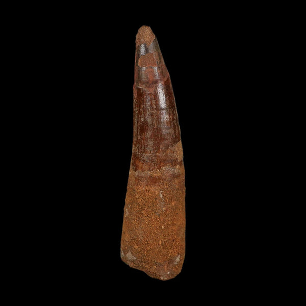 XL 3.8