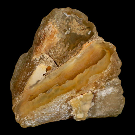 2.7" Agatized Coral Slab Fossil Oligocene and Miocene Epochs Withlacoochee River Florida