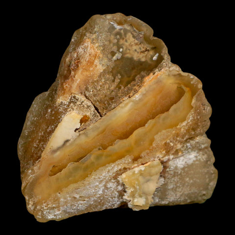 2.7" Agatized Coral Slab Fossil Oligocene and Miocene Epochs Withlacoochee River Florida