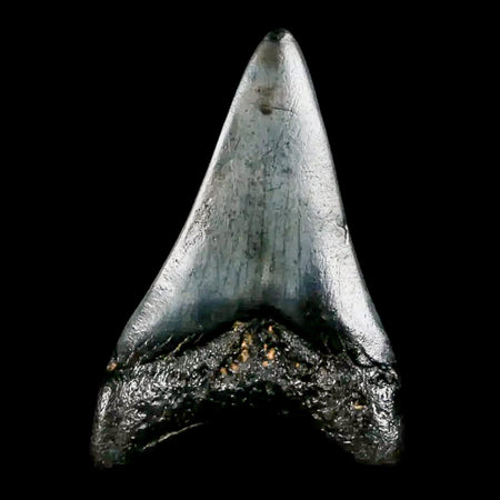 1.8" Quality Megalodon Shark Tooth Serrated Fossil Natural Miocene Age COA