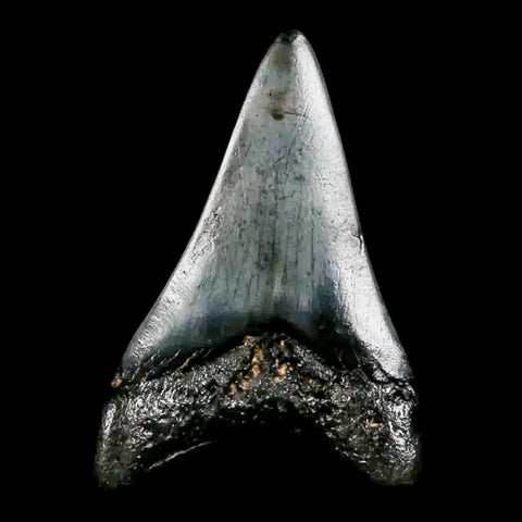 1.8" Quality Megalodon Shark Tooth Serrated Fossil Natural Miocene Age COA - Fossil Age Minerals