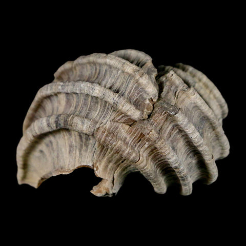 1.7" Ecphora Gardnerae Gastropod Fossil Shell Lee Creek Miocene Epoch North Carolina - Fossil Age Minerals