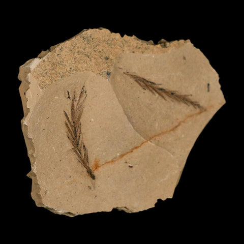Two 2 Detailed Fossil Plant Leafs Metasequoia Dawn Redwood Oligocene Age MT COA - Fossil Age Minerals