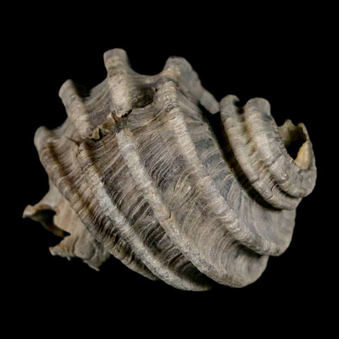 1.7" Ecphora Gardnerae Gastropod Fossil Shell Lee Creek Miocene Epoch North Carolina - Fossil Age Minerals