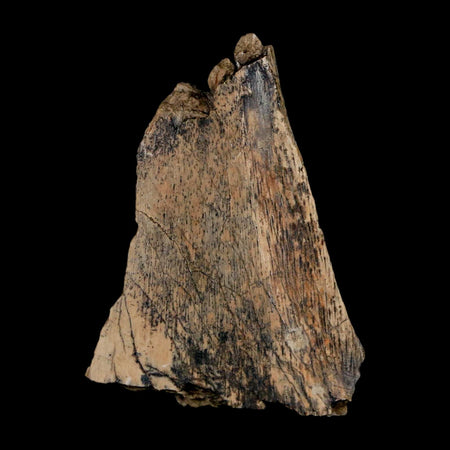 1.5" Tyrannosaurus Rex Fossil Bone Dinosaur Lance Creek Formation Wyoming COA