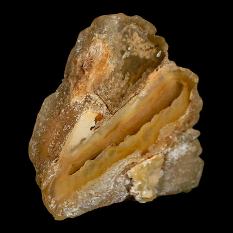 2.7" Agatized Coral Slab Fossil Oligocene and Miocene Epochs Withlacoochee River Florida