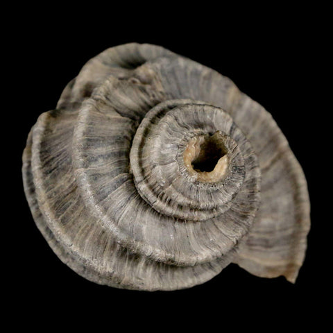 1.7" Ecphora Gardnerae Gastropod Fossil Shell Lee Creek Miocene Epoch North Carolina - Fossil Age Minerals