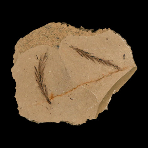 Two 2 Detailed Fossil Plant Leafs Metasequoia Dawn Redwood Oligocene Age MT COA - Fossil Age Minerals