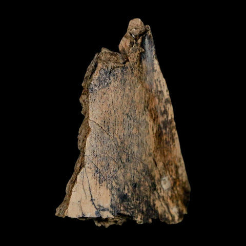 1.5" Tyrannosaurus Rex Fossil Bone Dinosaur Lance Creek Formation Wyoming COA