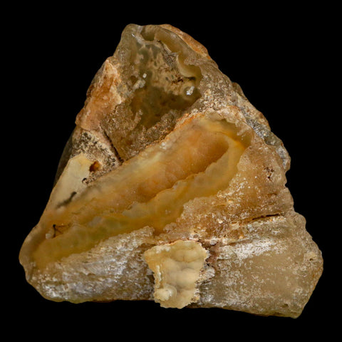 2.7" Agatized Coral Slab Fossil Oligocene and Miocene Epochs Withlacoochee River Florida