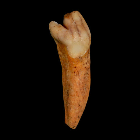 1.7" Extinct Cave Bear Ursus Spelaeus Incisor Tooth Rooted Pleistocene Age COA, Stand