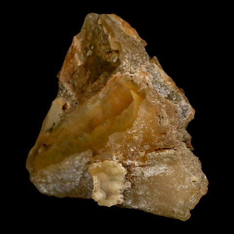 2.7" Agatized Coral Slab Fossil Oligocene and Miocene Epochs Withlacoochee River Florida