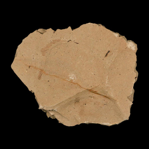 Two 2 Detailed Fossil Plant Leafs Metasequoia Dawn Redwood Oligocene Age MT COA - Fossil Age Minerals