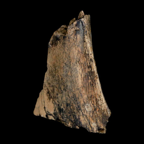 1.5" Tyrannosaurus Rex Fossil Bone Dinosaur Lance Creek Formation Wyoming COA