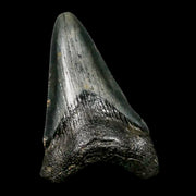 2.2" Quality Megalodon Shark Tooth Serrated Fossil Natural Miocene Age COA