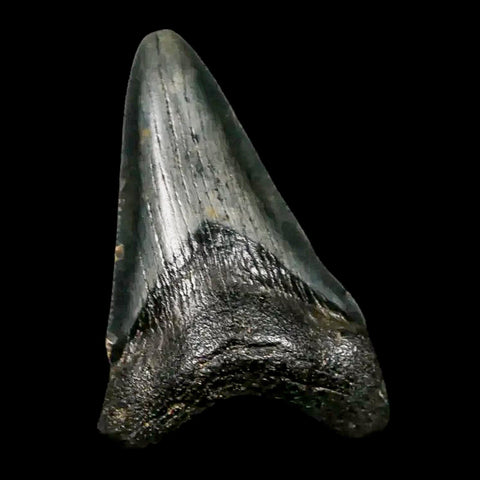 2.2" Quality Megalodon Shark Tooth Serrated Fossil Natural Miocene Age COA - Fossil Age Minerals