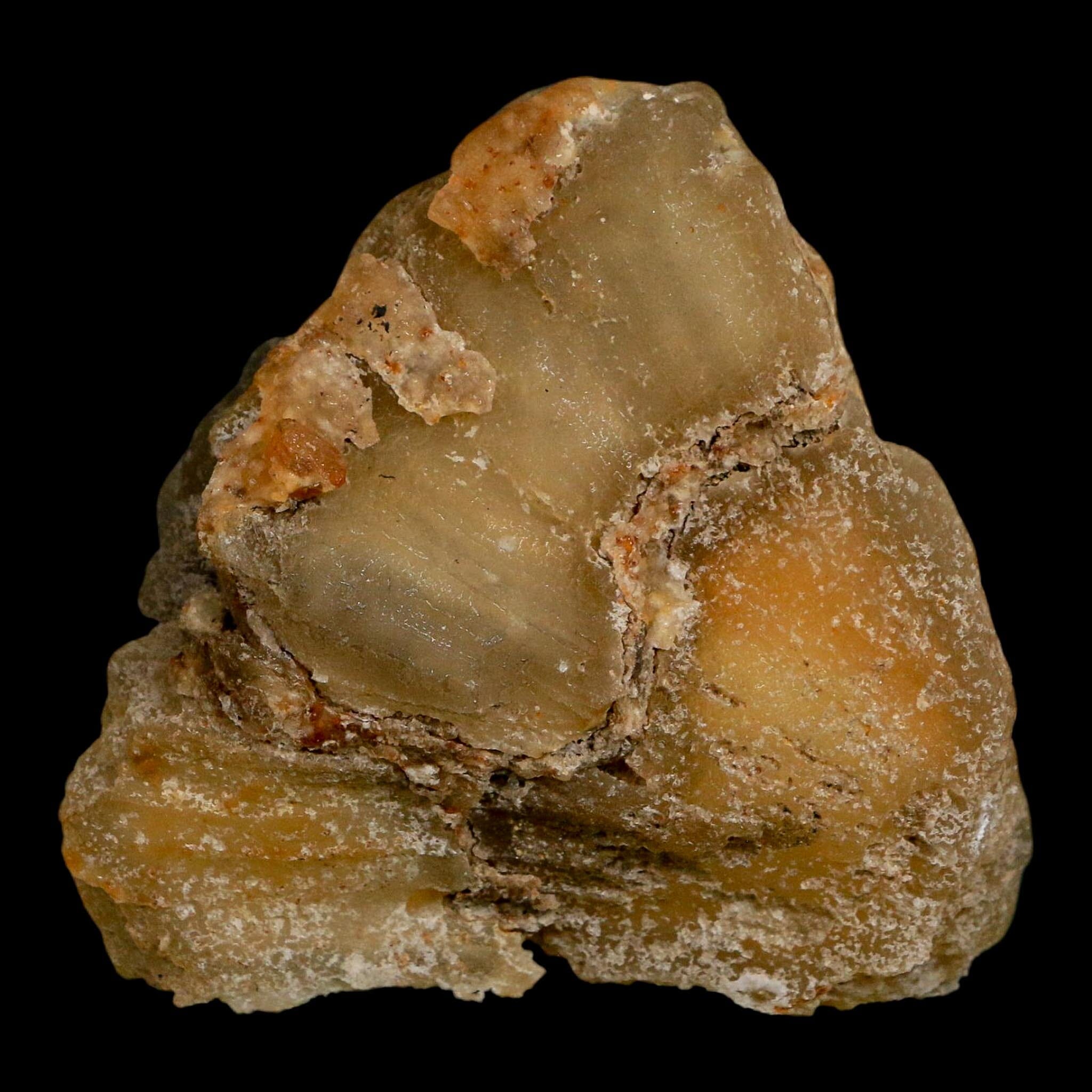 2.7" Agatized Coral Slab Fossil Oligocene and Miocene Epochs Withlacoochee River Florida - Fossil Age Minerals