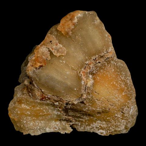2.7" Agatized Coral Slab Fossil Oligocene and Miocene Epochs Withlacoochee River Florida