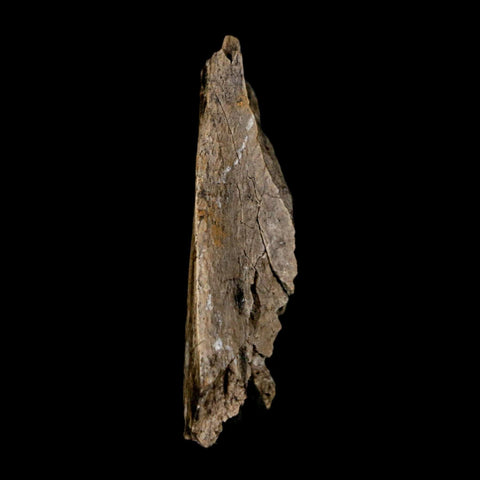 1.5" Tyrannosaurus Rex Fossil Bone Dinosaur Lance Creek Formation Wyoming COA