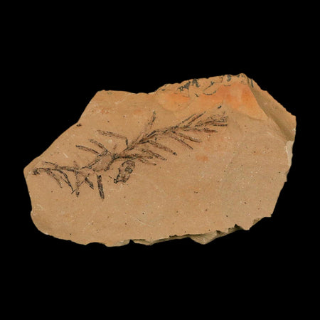 2" Detailed Fossil Plant Leafs Metasequoia Dawn Redwood Oligocene Age MT COA