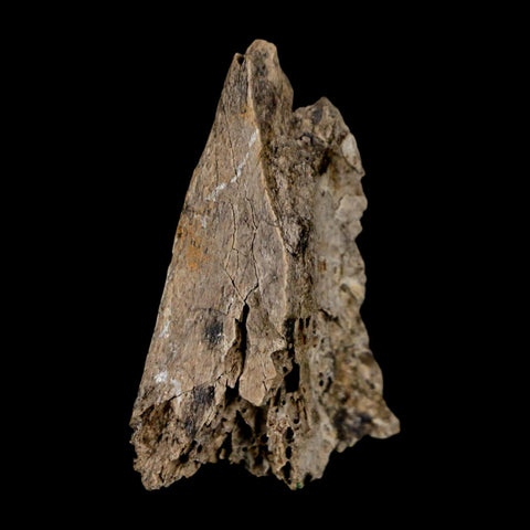 1.5" Tyrannosaurus Rex Fossil Bone Dinosaur Lance Creek Formation Wyoming COA