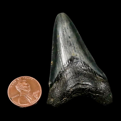 2.2" Quality Megalodon Shark Tooth Serrated Fossil Natural Miocene Age COA - Fossil Age Minerals