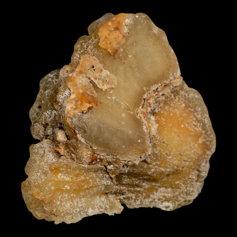 2.7" Agatized Coral Slab Fossil Oligocene and Miocene Epochs Withlacoochee River Florida