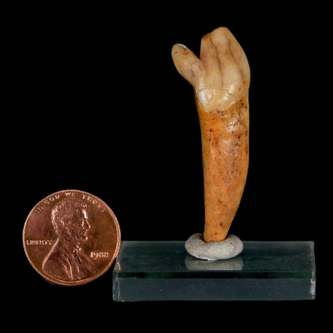 1.7" Extinct Cave Bear Ursus Spelaeus Incisor Tooth Rooted Pleistocene Age COA, Stand