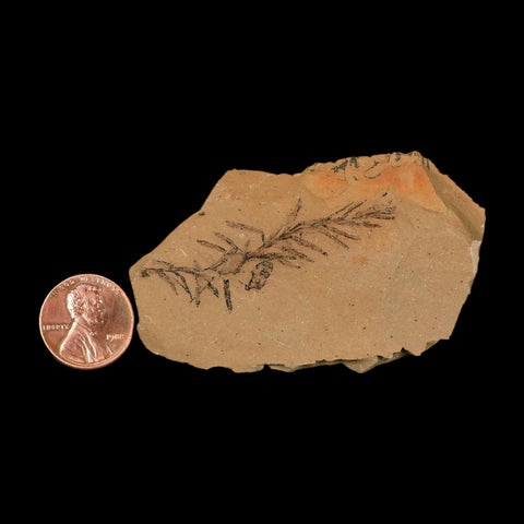 2" Detailed Fossil Plant Leafs Metasequoia Dawn Redwood Oligocene Age MT COA - Fossil Age Minerals