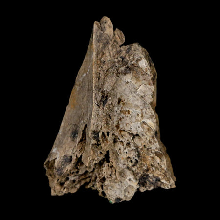 1.5" Tyrannosaurus Rex Fossil Bone Dinosaur Lance Creek Formation Wyoming COA