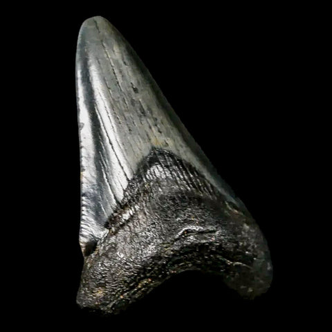 2.2" Quality Megalodon Shark Tooth Serrated Fossil Natural Miocene Age COA - Fossil Age Minerals