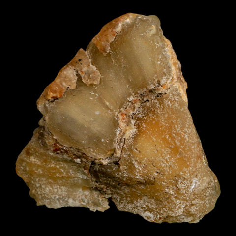 2.7" Agatized Coral Slab Fossil Oligocene and Miocene Epochs Withlacoochee River Florida