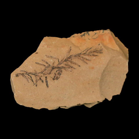 2" Detailed Fossil Plant Leafs Metasequoia Dawn Redwood Oligocene Age MT COA - Fossil Age Minerals