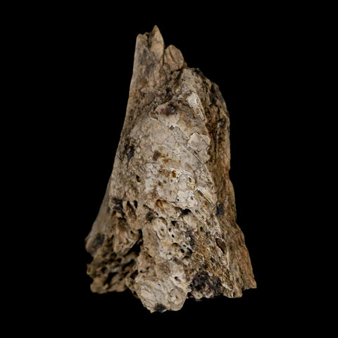 1.5" Tyrannosaurus Rex Fossil Bone Dinosaur Lance Creek Formation Wyoming COA