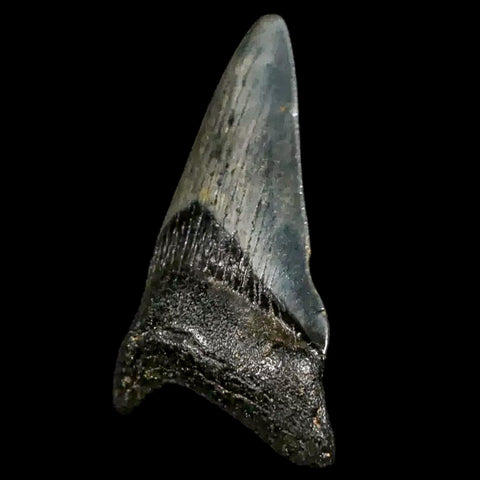 2.2" Quality Megalodon Shark Tooth Serrated Fossil Natural Miocene Age COA - Fossil Age Minerals