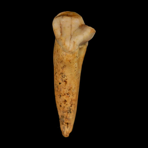 1.6" Extinct Cave Bear Ursus Spelaeus Incisor Tooth Rooted Pleistocene Age COA, Stand