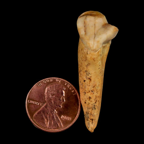 1.6" Extinct Cave Bear Ursus Spelaeus Incisor Tooth Rooted Pleistocene Age COA, Stand
