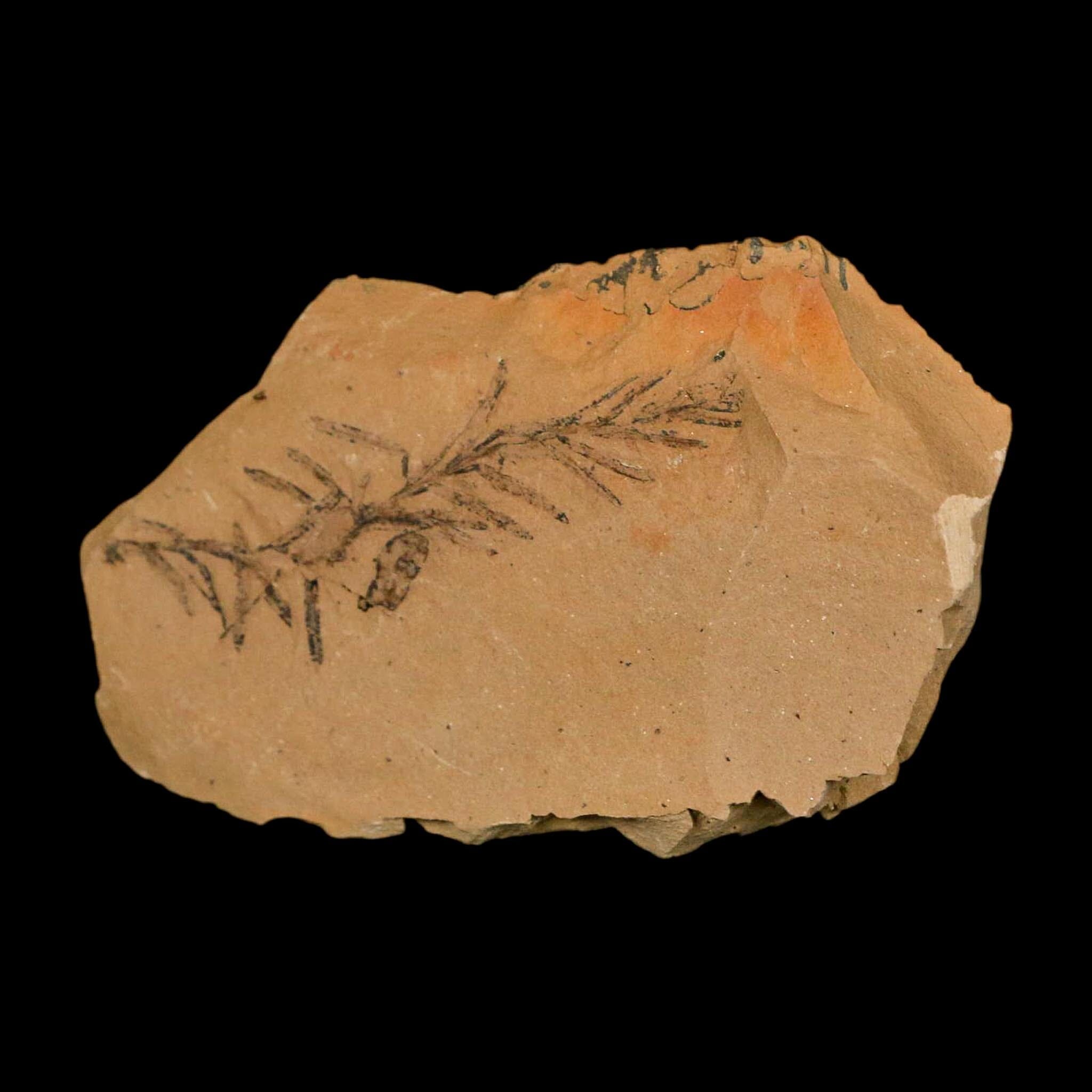 2" Detailed Fossil Plant Leafs Metasequoia Dawn Redwood Oligocene Age MT COA - Fossil Age Minerals
