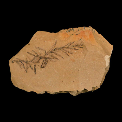 2" Detailed Fossil Plant Leafs Metasequoia Dawn Redwood Oligocene Age MT COA - Fossil Age Minerals